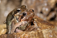 10053 Rana latastei (Rana di Lataste)